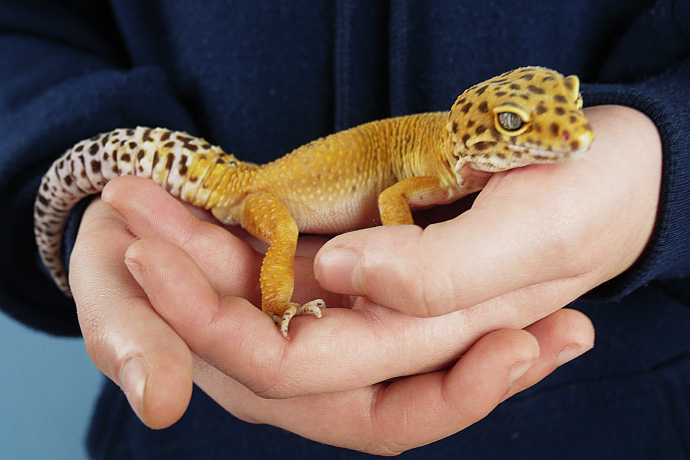 ヒョウモントカゲモドキの正しい抱っこの仕方