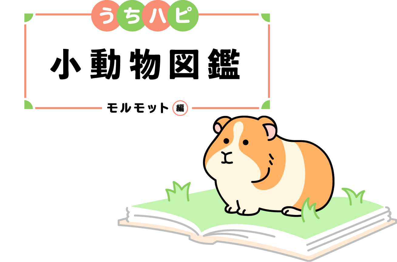 うちハピ小動物（エキゾチックアニマル）図鑑モルモット編
