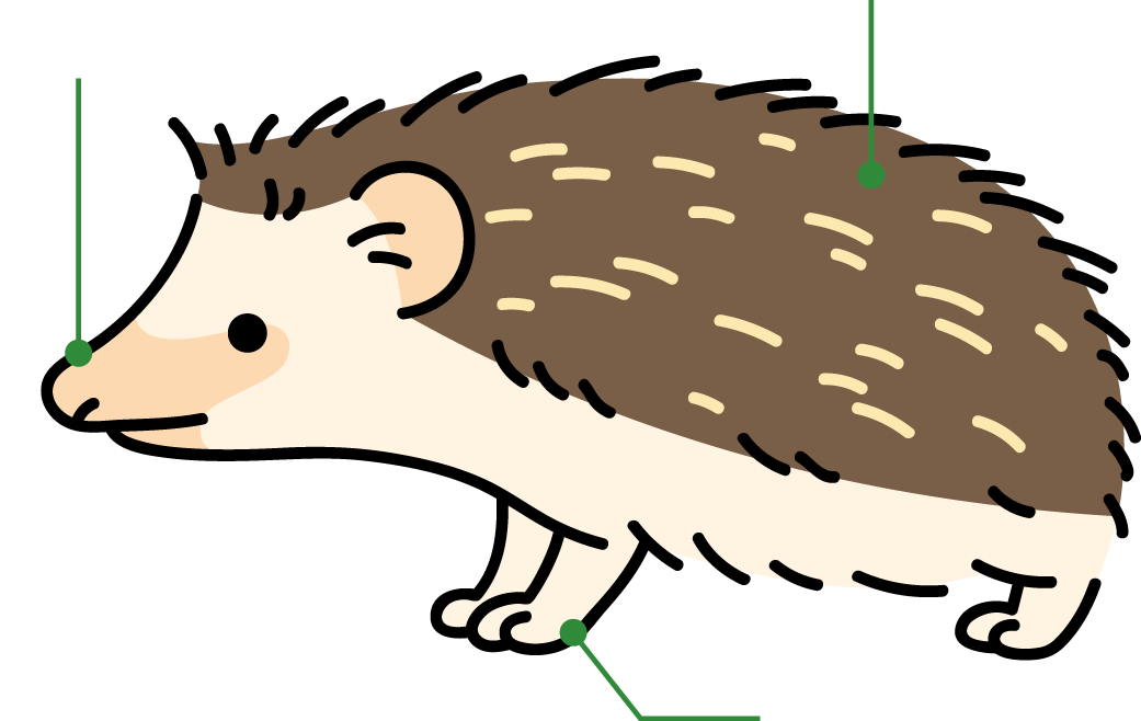ハリネズミのからだ