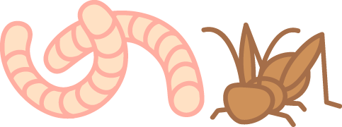 昆虫