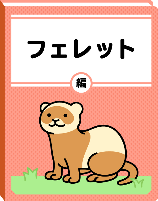 フェレット編