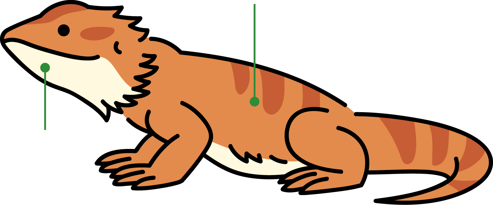 フトアゴヒゲトカゲのからだ