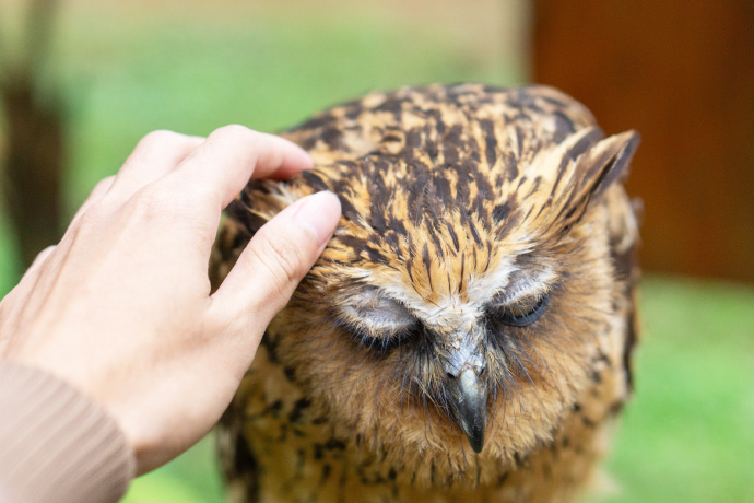 フクロウのなで方