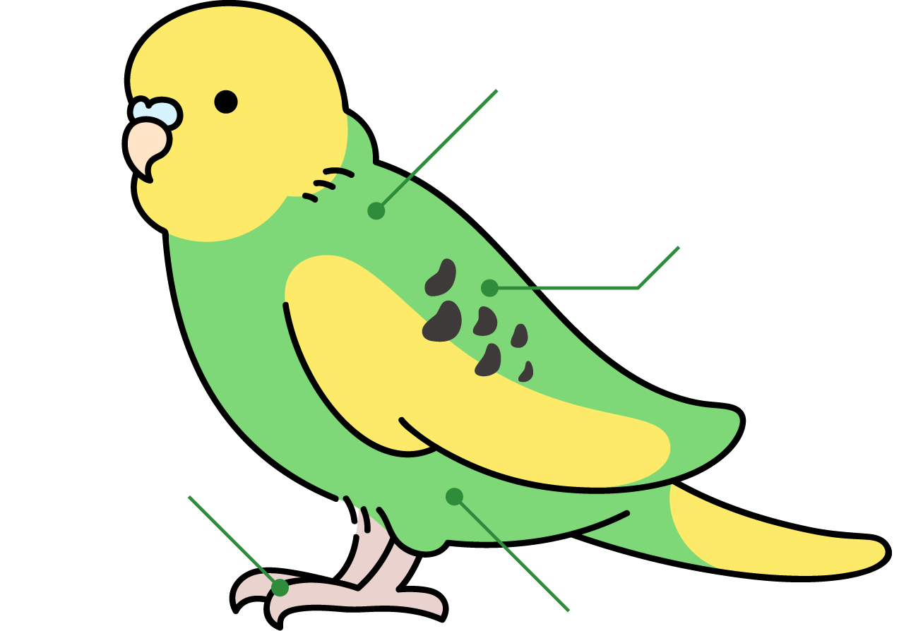 インコ・オウムのからだ