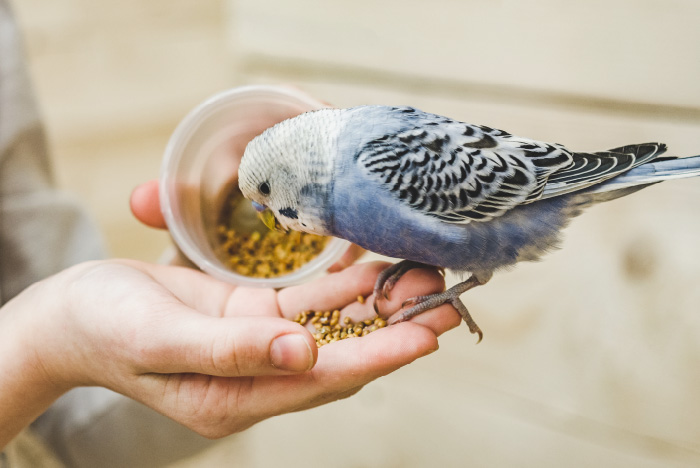 インコ・オウムの正しい抱っこの仕方
