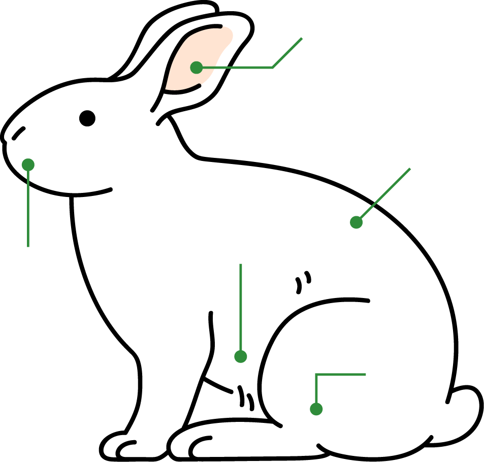 ウサギのからだ