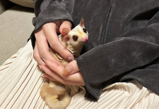 フクロモモンガの正しい抱っこの仕方