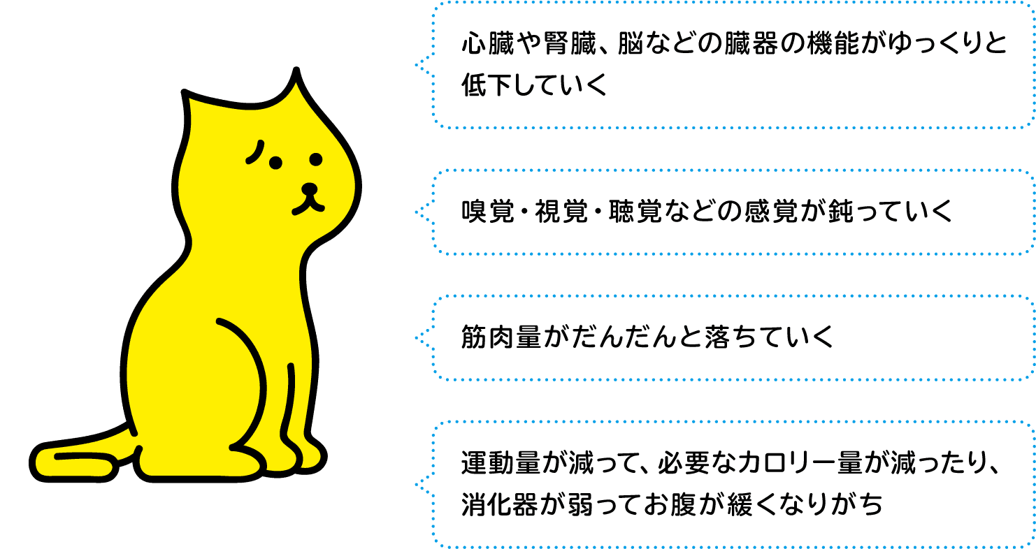 心臓や腎臓、脳などの臓器の機能がゆっくりと低下していく。嗅覚・視覚・聴覚などの感覚が鈍っていく。筋肉量がだんだんと落ちていく。運動量が減って、必要なカロリー量が減ったり、消化器が弱ってお腹が緩くなりがち。