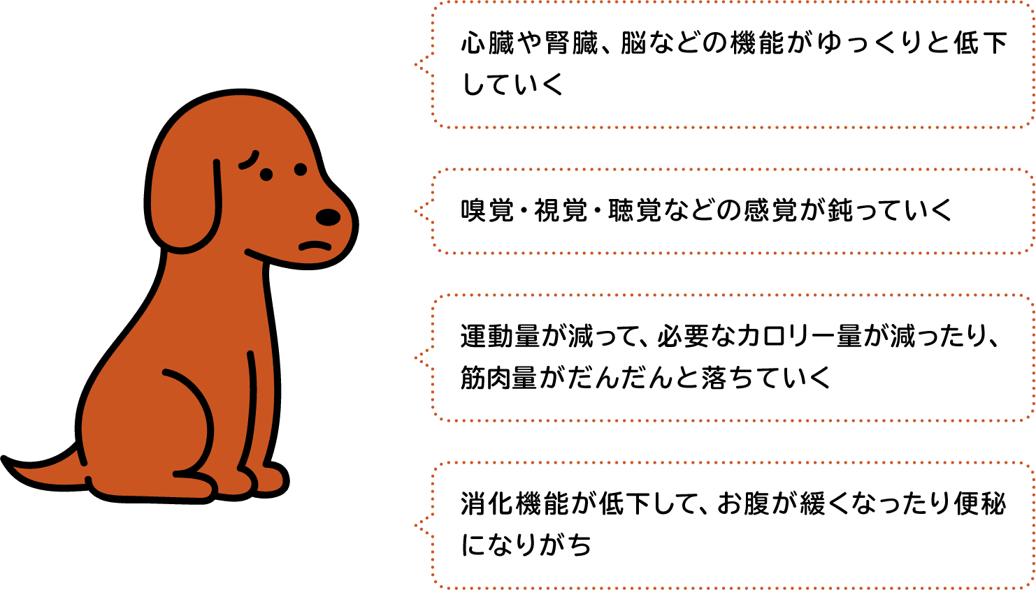 心臓や腎臓、脳などの機能がゆっくりと低下していく。嗅覚・視覚・聴覚などの感覚が鈍っていく。運動量が減って、必要なカロリー量が減ったり、筋肉量がだんだんと落ちていく。消化機能が低下して、お腹が緩くなったり便秘になりがち。