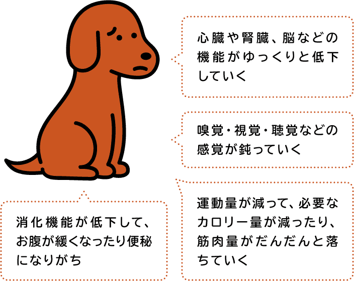 ハッピーシニアライフへの備え うちの子 Happy Project ハッピーシニアライフへの備え うちの子 Happy Project
