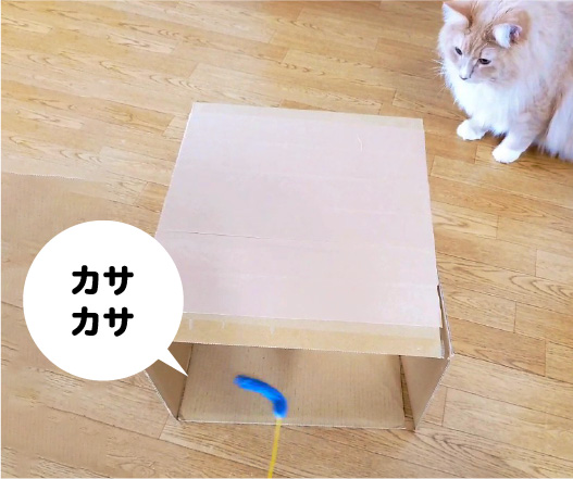 トンネルの中でねこじゃらしを動かしてカサカサと音を鳴らします