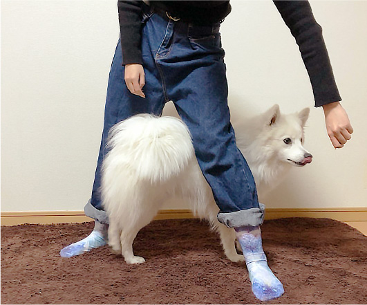 足を一歩踏み出し、おやつで誘導して、足の間をくぐってもらいます。