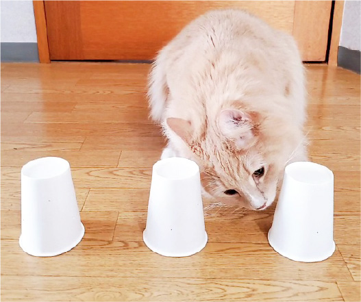 ネコちゃんを呼んできて、あたりの紙コップを探してもらいましょう