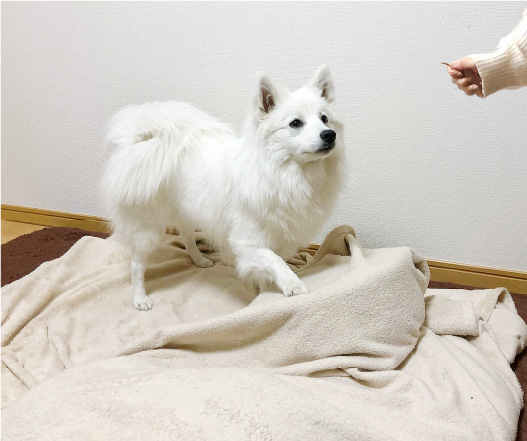おやつで誘導して、ボコボコしたタオルの上を歩かせます。