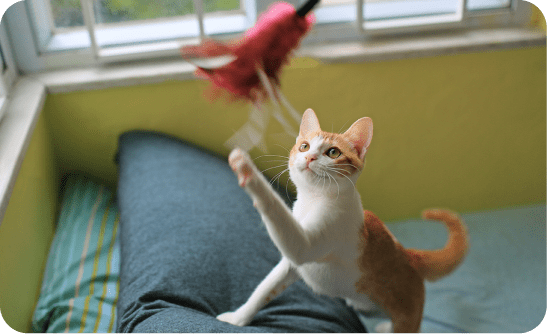 遊びの確保