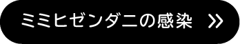 ミミヒゼンダニの感染