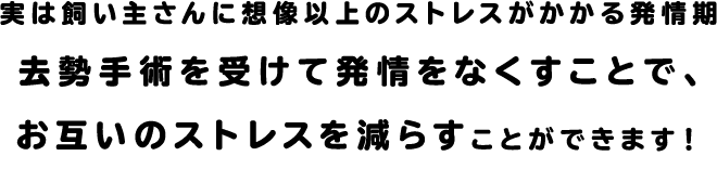 実は飼い主さんに想像以上のストレスがかかる発情期去勢手術を受けて発情をなくすことで、お互いのストレスを減らすことができます！