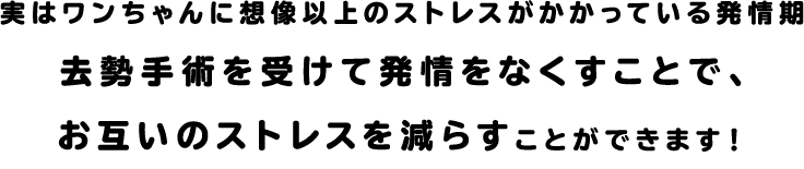 実はワンちゃんに想像以上のストレスがかかっている発情期　去勢手術を受けて発情をなくすことで、お互いのストレスを減らすことができます！