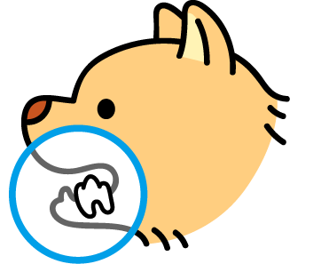 小型犬の歯