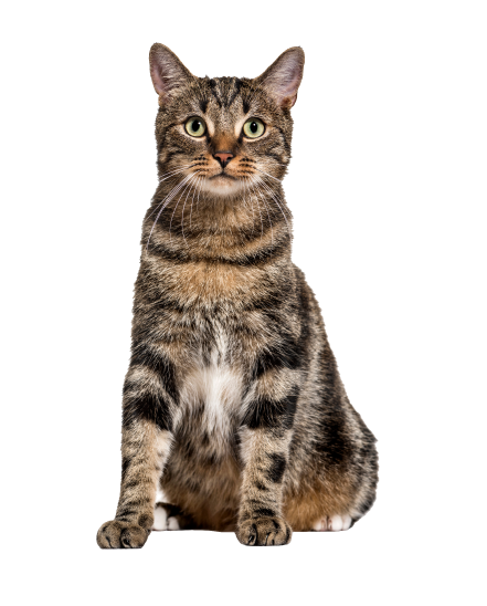 日本猫