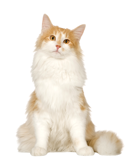 ノルウェージャン・フォレスト・キャット