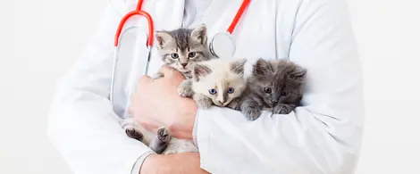 猫種別発症しやすい病気やケガ