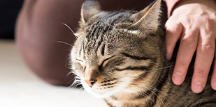 日本猫