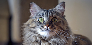 ノルウェージャン・フォレスト・キャット