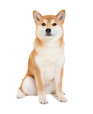 柴犬