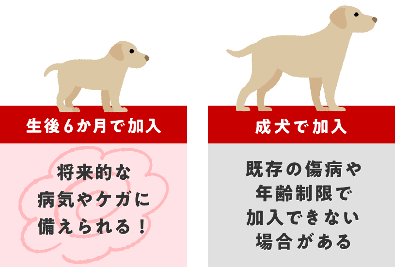 生後6か月で加入すると、将来的なケガや病気に備えられる!成犬で加入すると、既存の傷病や年齢制限で加入できない場合がある
