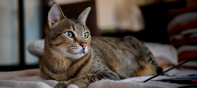 猫が異物誤飲した場合