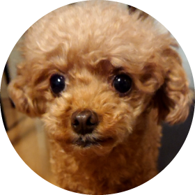 犬