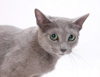 【参考】ヘーゼル色の瞳をした猫