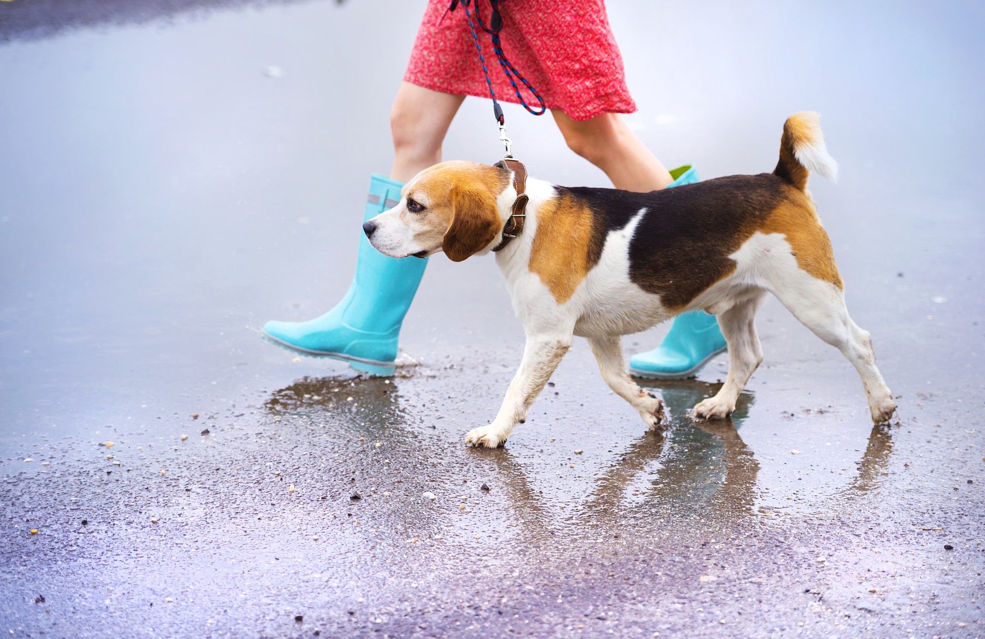 Unrecognizable young woman in dress and blue wellies walk her beagle dog in street
