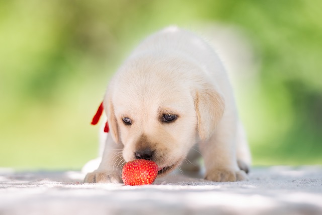 犬はいちごを食べられる あげるときの注意点は ペット保険ならアイペット損保 数々のno 1受賞