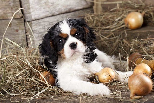 犬に玉ねぎはng ネギ類はとても危険な食材 犬 猫のペット保険ならアイペット損保 23個のno 1受賞