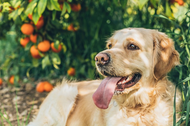 みかんや柑橘類は犬が食べて大丈夫 薄皮などは取るべき ペット保険ならアイペット損保 数々のno 1受賞