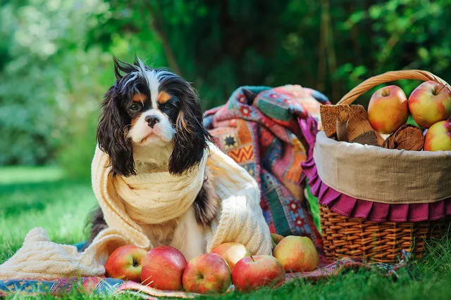 りんごを犬は食べられる あげるときの注意点は ペット保険ならアイペット損保 数々のno 1受賞