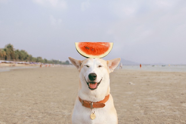 犬がスイカをほしがったら 正しい与え方と注意点 犬 猫のペット保険ならアイペット損保 23個のno 1受賞