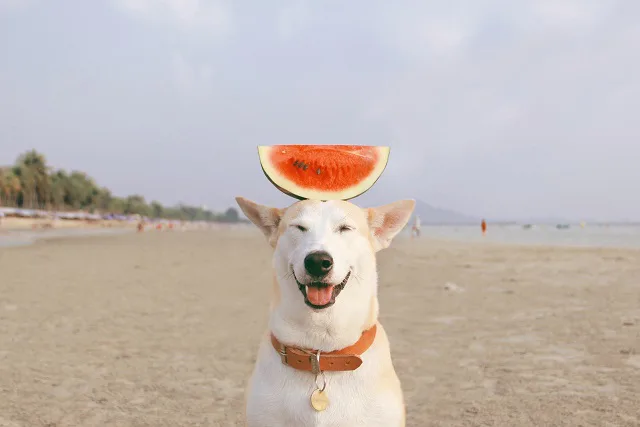 犬がスイカをほしがったら 正しい与え方と注意点 ペット保険ならアイペット損保 数々のno 1受賞 犬がスイカをほしがったら 正しい与え方と注意点 ペット保険ならアイペット損保 数々のno 1受賞