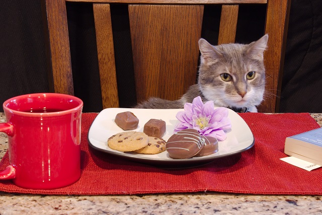 猫にチョコはng 食べてしまうとどうなる ペット保険ならアイペット損保 数々のno 1受賞