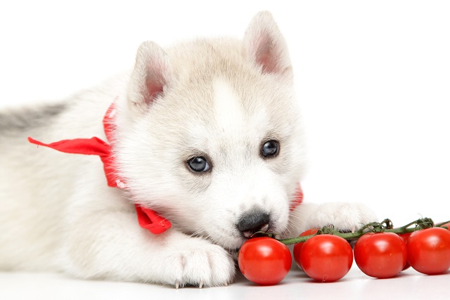 犬はトマトを食べられる あげる方法や注意点は ペット保険ならアイペット損保 数々のno 1受賞