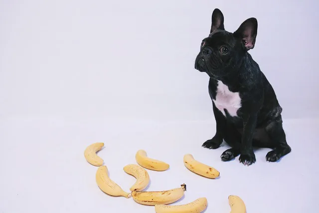 犬はバナナを食べられる 気をつけてあげたいポイントはここ ペット保険ならアイペット損保 数々のno 1受賞