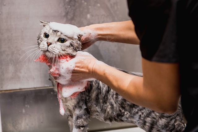 猫は水が苦手 猫の上手なシャンプー方法 ペット保険ならアイペット損保 数々のno 1受賞