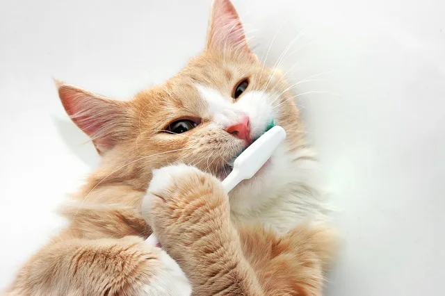 寿命に関わる 愛猫の歯磨きをマスター ペット保険ならアイペット損保 数々のno 1受賞