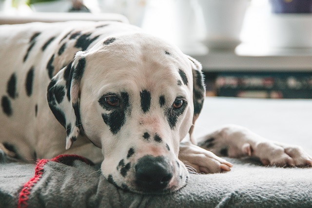 犬の下痢の原因は 病院に連れていく基準や下痢がゼリー状のときの対処法を獣医師が解説 ペット保険のアイペット損保