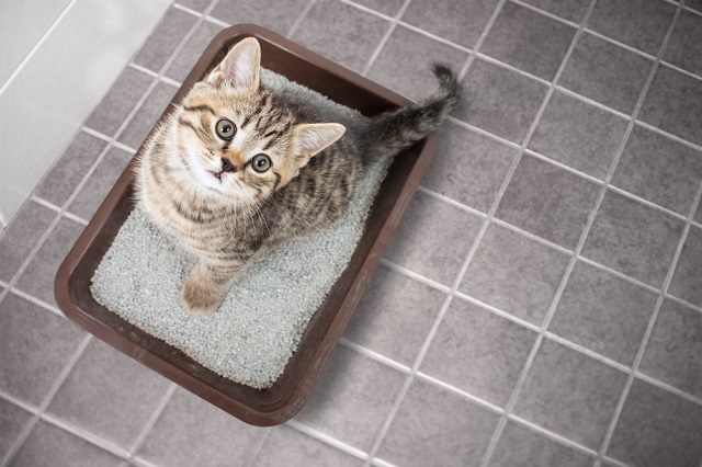 愛猫のしつけの基本 正しいトイレトレーニング法 ペット保険ならアイペット損保 数々のno 1受賞