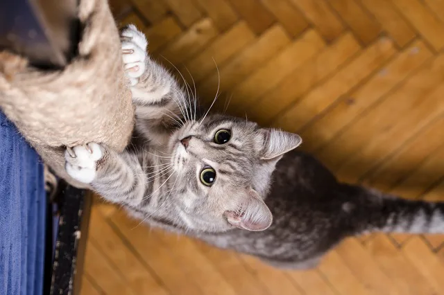 猫が爪とぎをする理由は 愛猫の爪とぎと上手に付き合う ペット保険ならアイペット損保 数々のno 1受賞 猫が爪とぎをする理由は 愛猫の爪とぎと上手に付き合う ペット保険ならアイペット損保 数々のno 1受賞