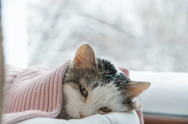高齢の猫がなりやすい病気は 飼い主が気をつけることとは ペット保険ならアイペット損保 数々のno 1受賞 高齢の猫がなりやすい病気は 飼い主が気をつけることとは ペット保険ならアイペット損保 数々のno 1受賞