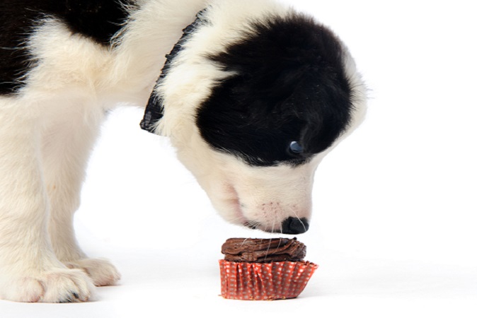 犬にチョコはng 食べたときの症状と対処法は ペット保険のアイペット損保